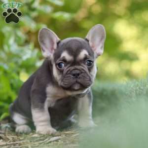 Page, French Bulldog Puppy